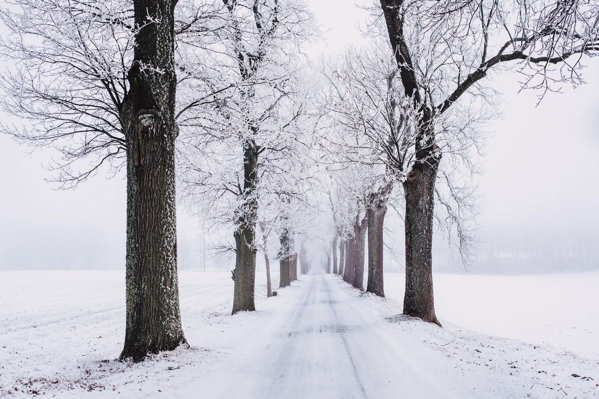 Winter scenery of trees lining a snowy path