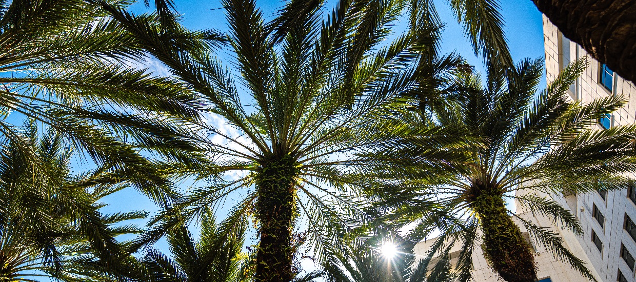 med campus palm trees
