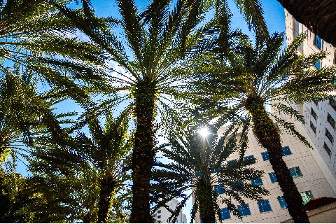 med campus palm trees